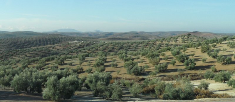 Olivenhain in Andalusien